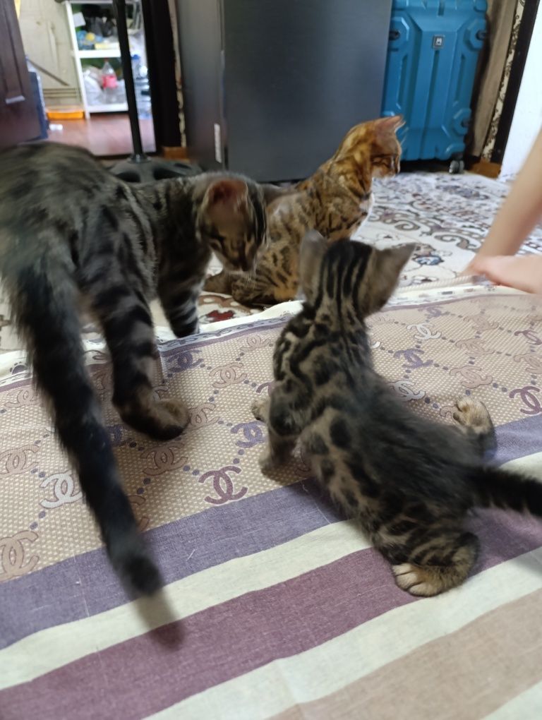Продаются Бенгальские котята