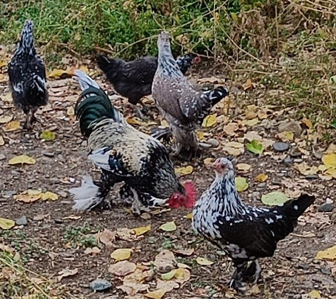 Карликовые куры! Бентамки! Карлик тауыктар!