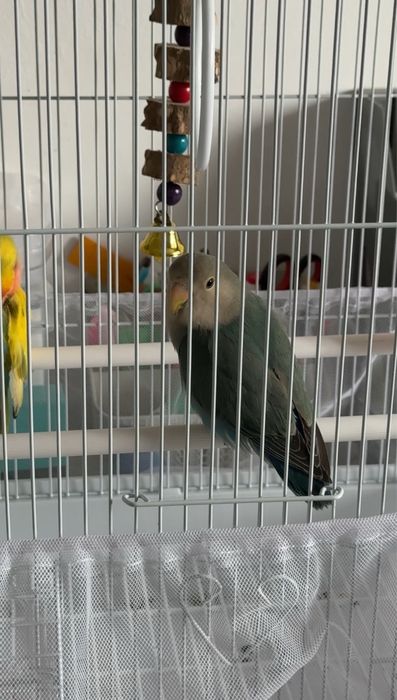 Продам попугая неразлучника