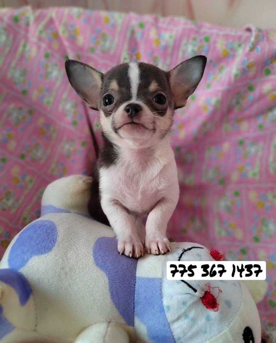 они Чихуахуа настоятельны