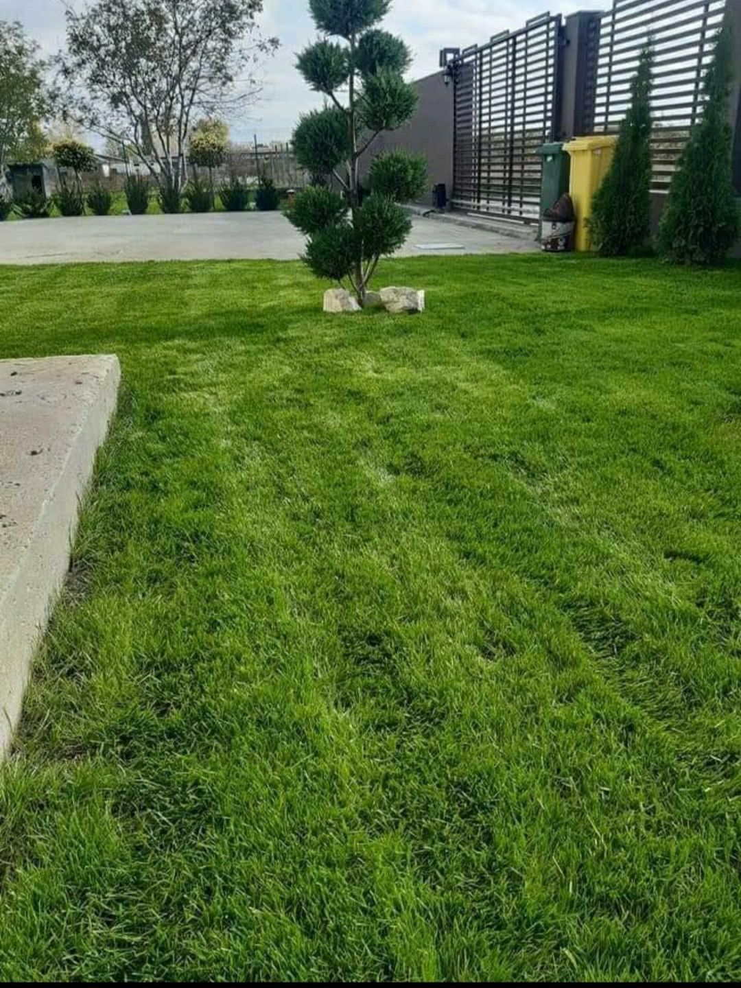 Rulou de gazon sport și plante ornamentale aclimatizate