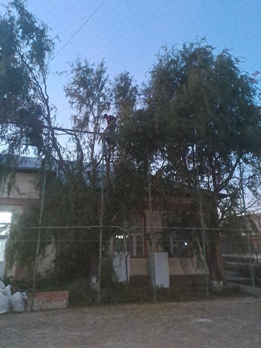 Tăiere/Fasonare/Doborâre Arbori Foarte Periculoși.