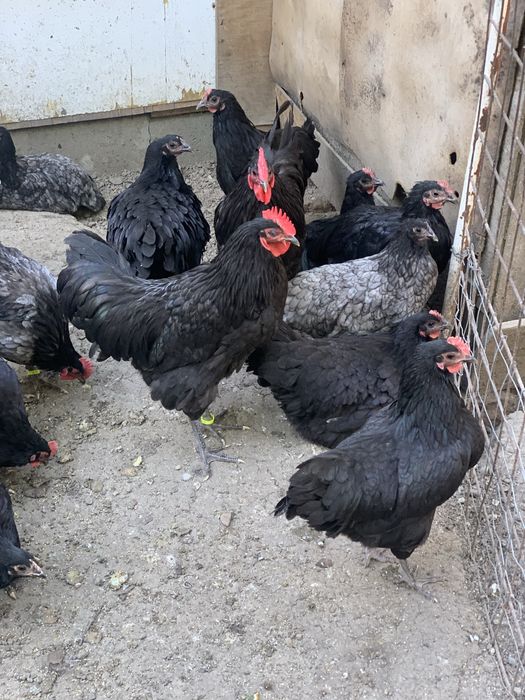 Australorp de vanzare