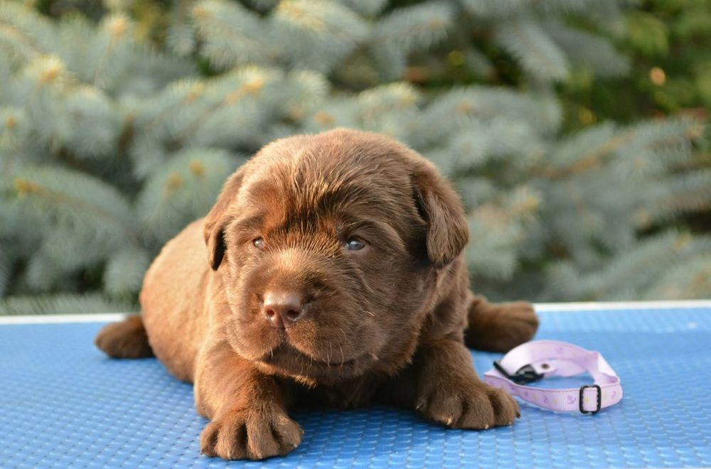 Лабрадор ретривер,п-к"Almaznaya Rossup"