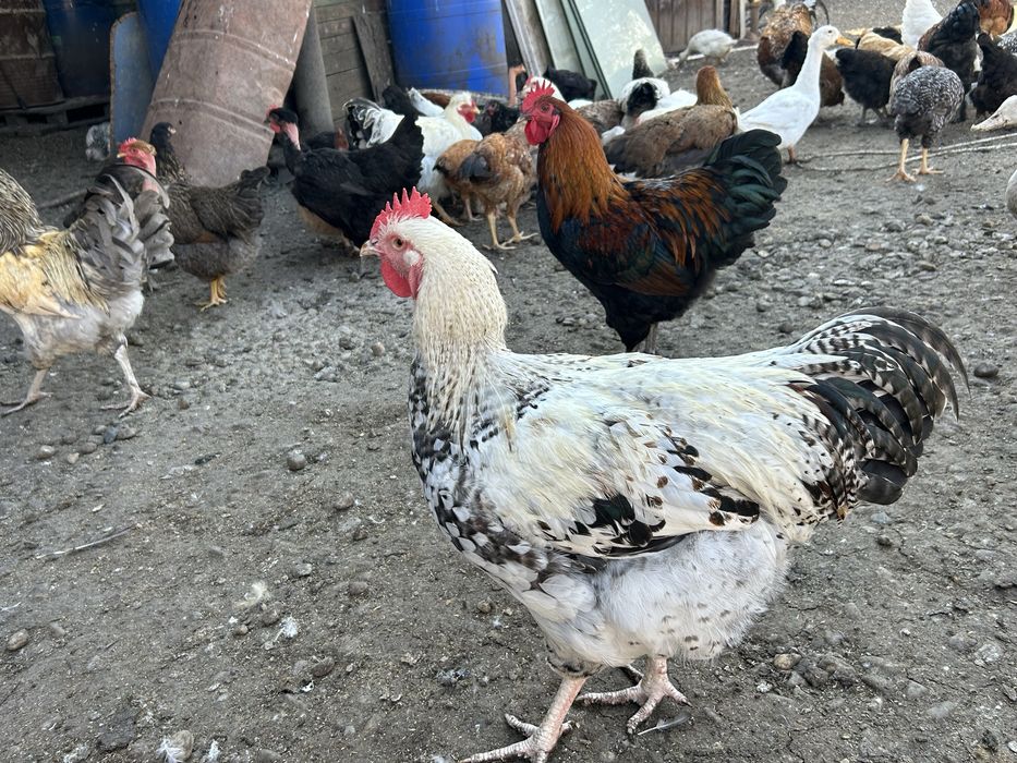 Pasari de curte , gaste , rate si gaini