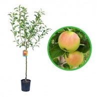 Pomi Fructiferi La Ghiveci (Màr )