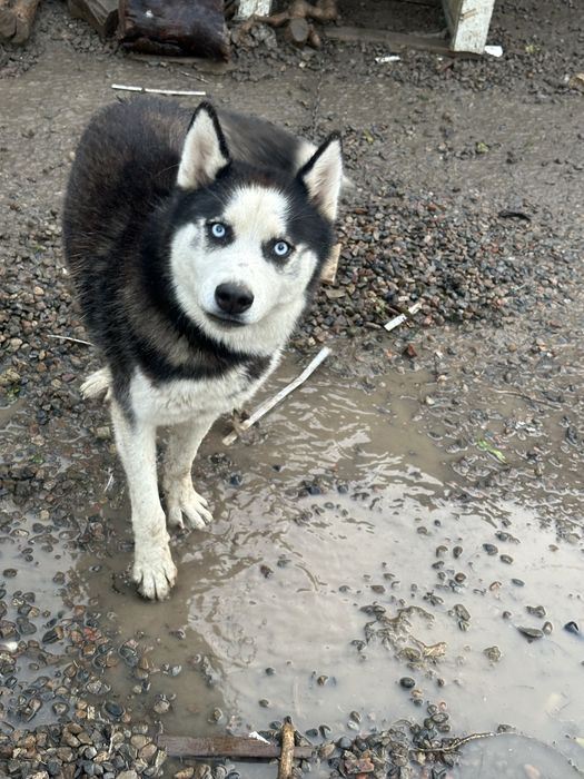 Хаски 1 год чистокровный