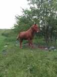Cal de vanzare  in com Punghina