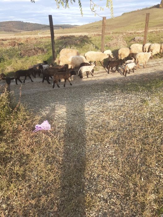 Vind oi fatate și gestante