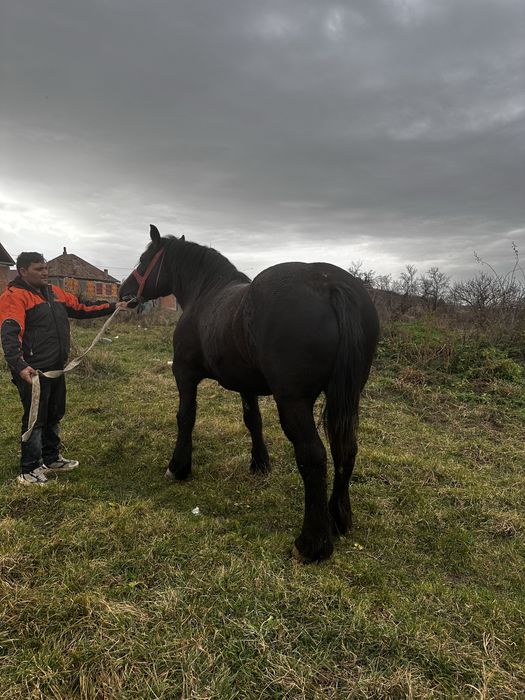 Vand mânza gestanta