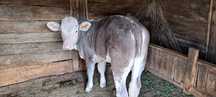 Vitel 3-4 luni foarte bine crescut