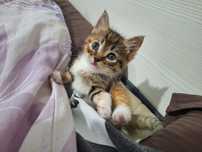 Котенок 2 месяца
