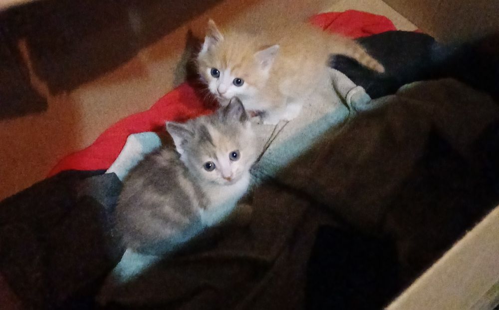 Домашние котята :>