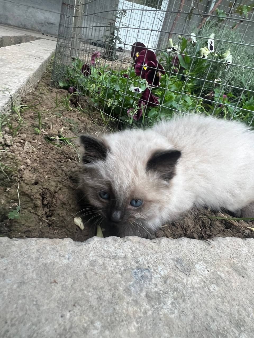 Пушистые Сиамские котята.