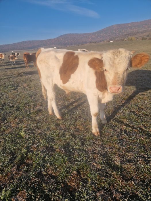 Taurasi și vițele de vânzare