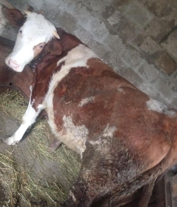 Junica baltata românească