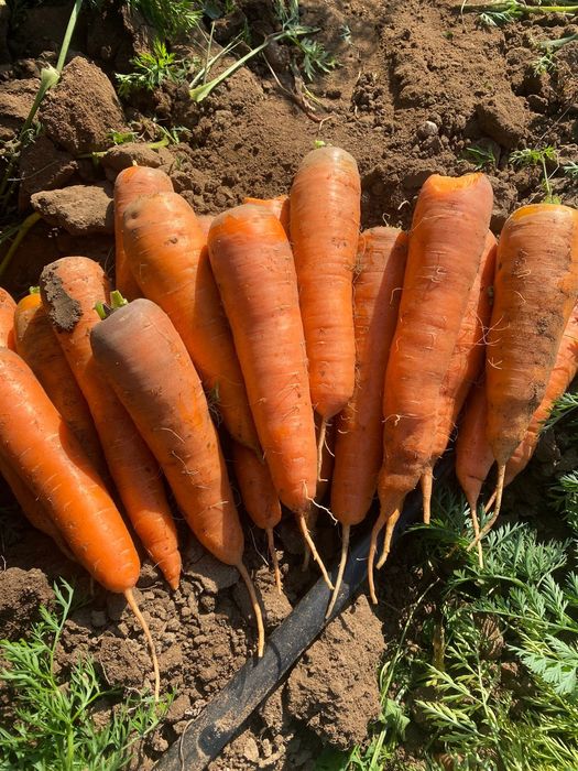 Продаю Морковь!!