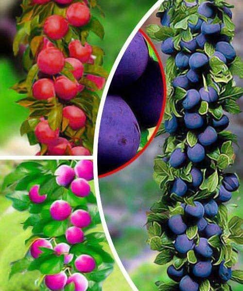 Pomi Fructiferi Columnari soiuri de  prun