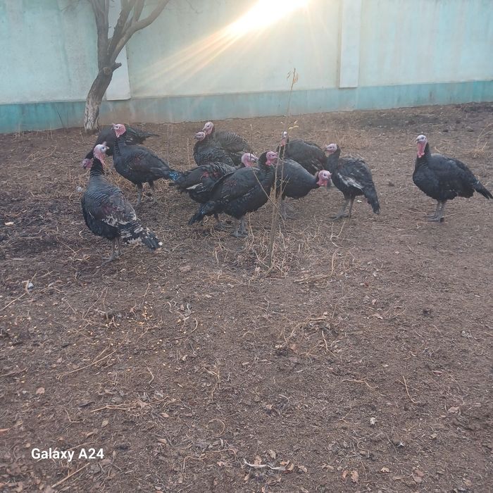 Индюктер сатылады