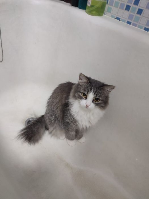 Отдам кошку взрослую. Бесплатно