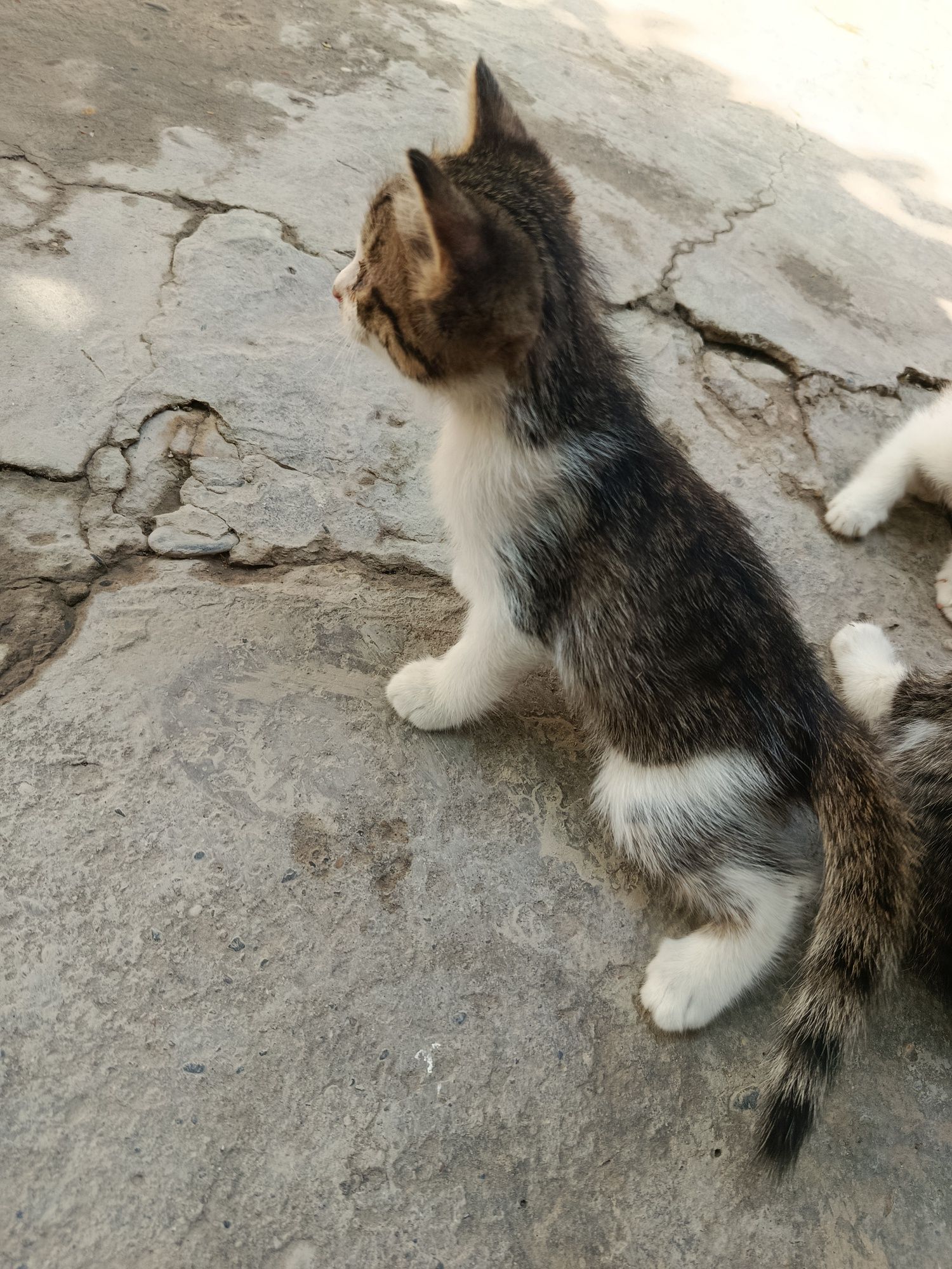 Mushikchalar bor