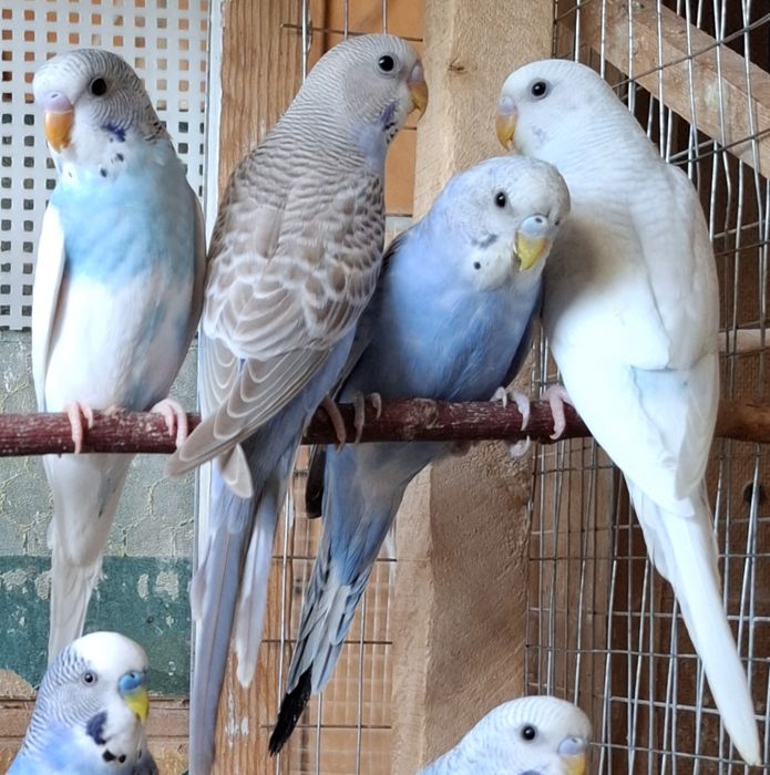 Волнистые попугаии 2-4 месяца