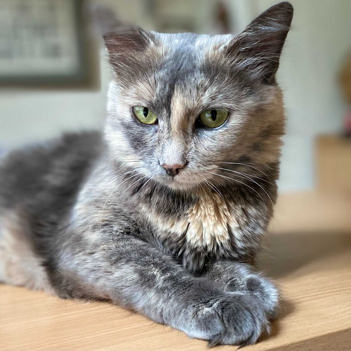 Подарявам млада женска костенуркова котка Patch