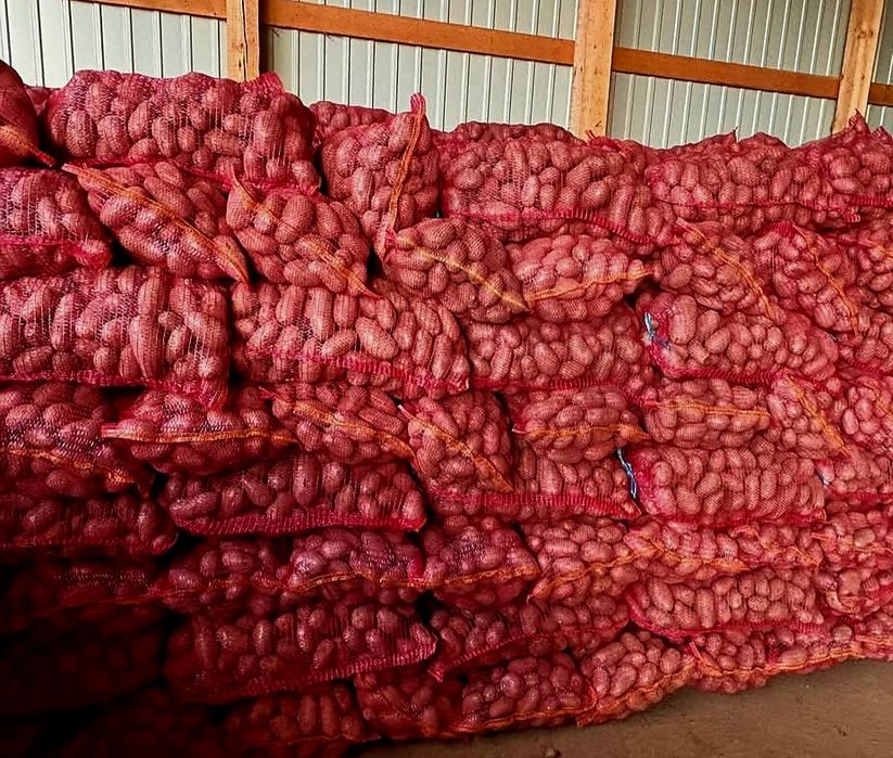 Vând Cartofi consum