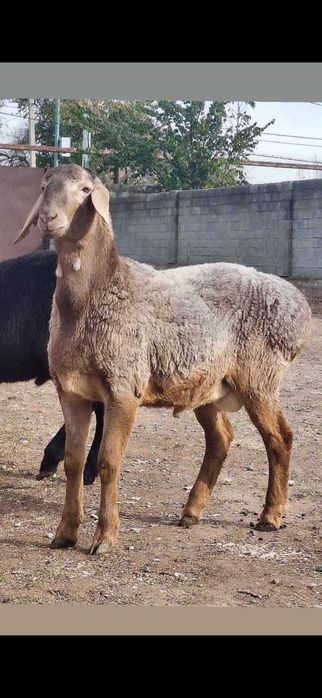 Тоқты қошқар сатылады