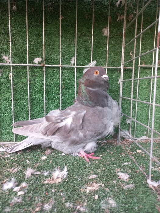 Porumbei pescarsui chinezi