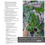 Джинура от сахарного диабета. Готу кола гиностемма пятилистная
