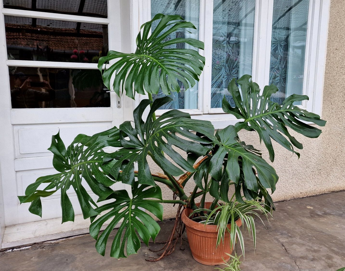 Vand Philodendron