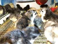 Vând pui australorp,araucana,bibilica