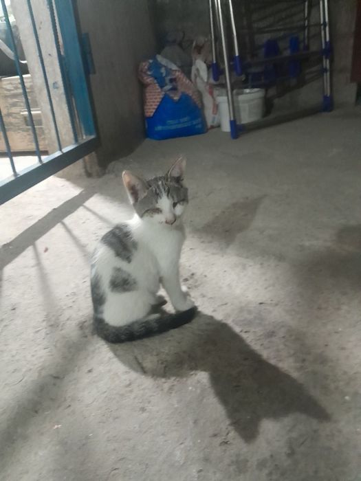 Mushuk bolalari yaxshi qollarga beriladi