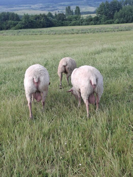 Berbeci de prasila,rasa de carne Rouge de l'Ouest