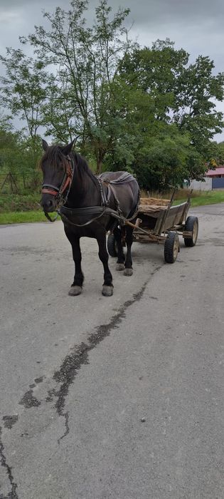 Iapa 3 ani gestanta in 2 luni buna pentru lucru.