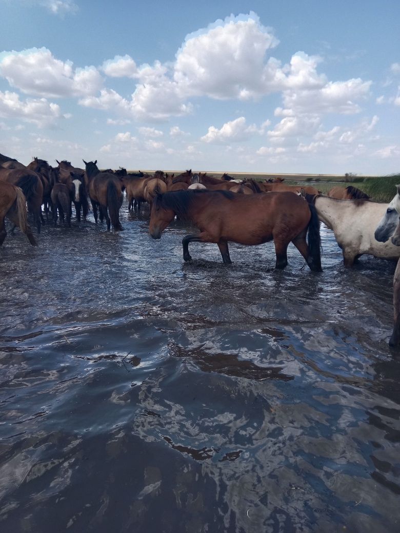 Продам кобылу с жеребёнком