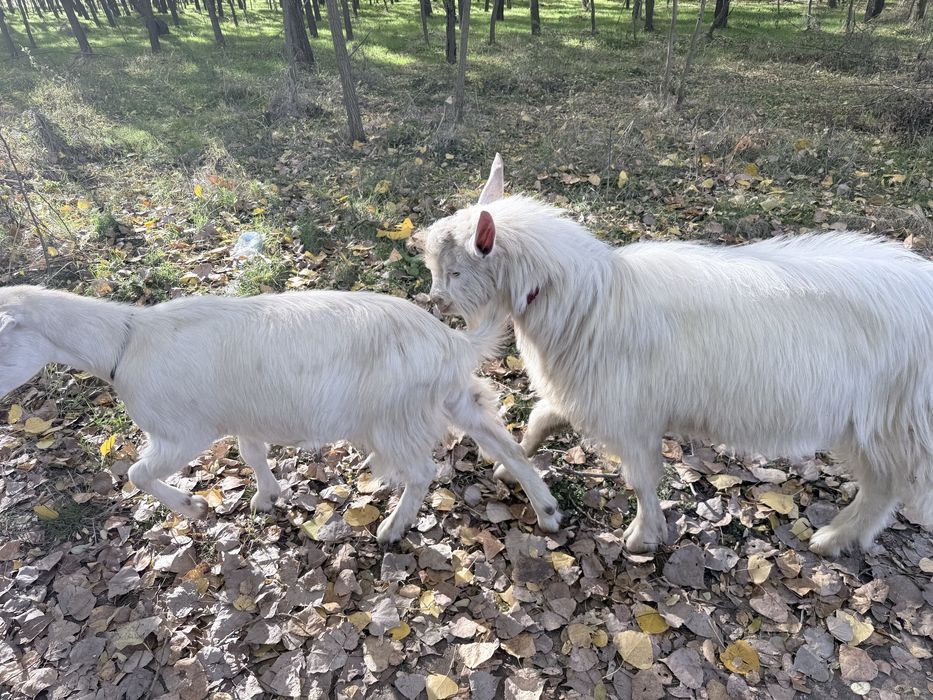 Țap si iada de 8 luni