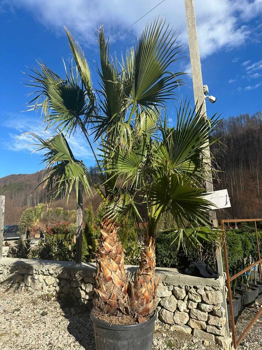 Palmieri Trachycarpus Fortunei | Aspect Tropical + Garanție