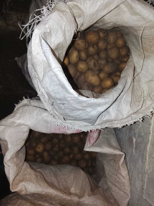 продам семенной картофель