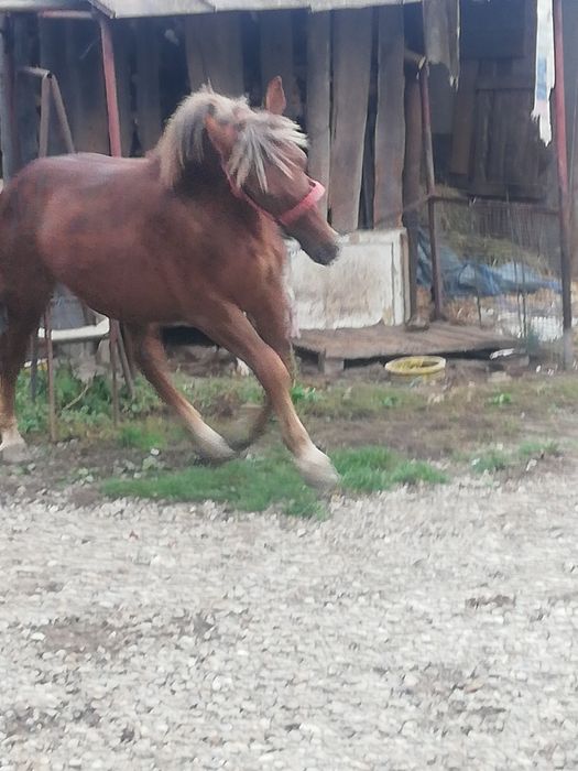 Vând sau schimb cu iapă grea bună de ham