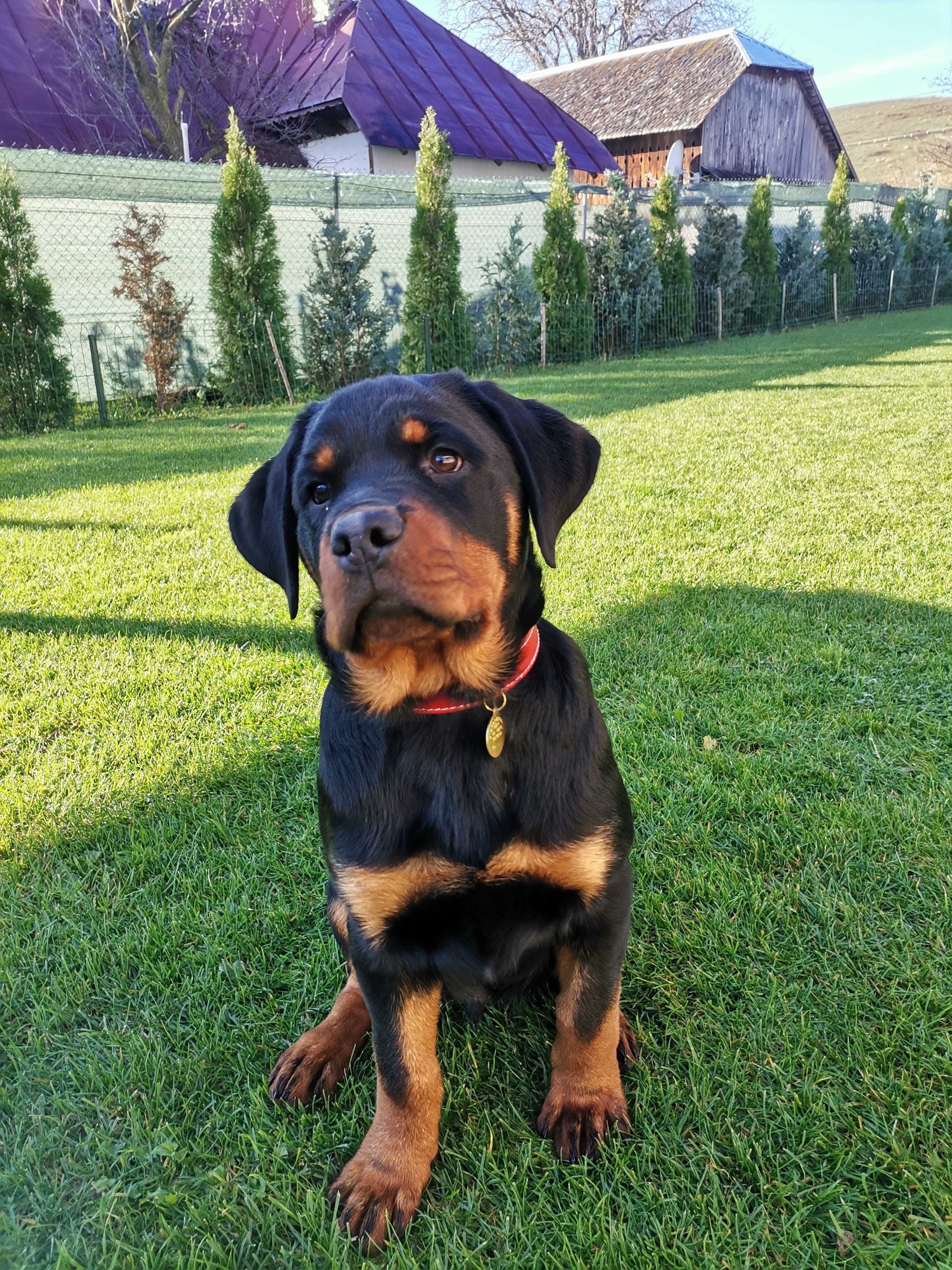 Pui Rottweiler talie mare