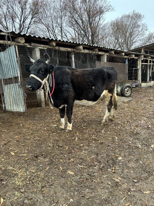 Сүтті сиыр сатылады, буаз