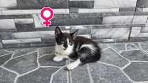 Pisoi spre adopție