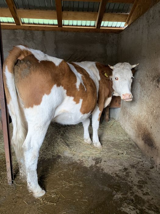 Vand vacă bălțată româneasvă