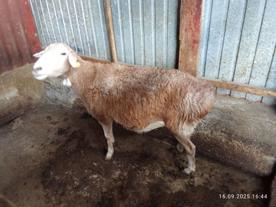 Продам бараны жырные срочно