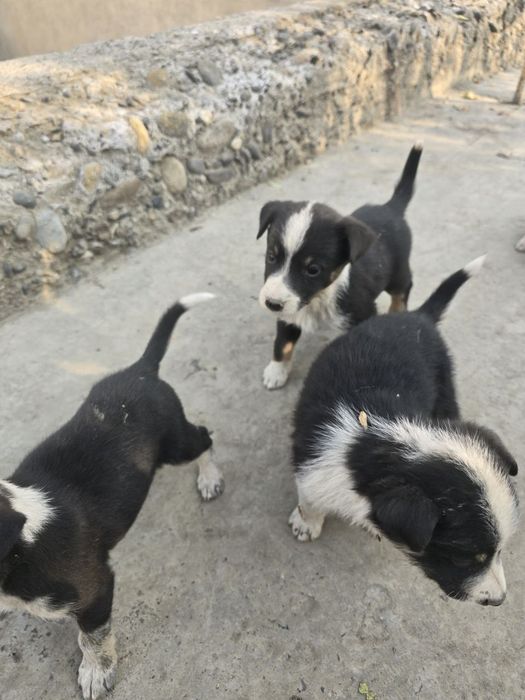 Кучукчалар Сотилади!