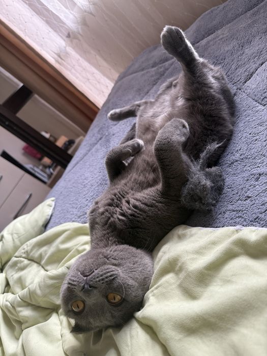 Шотландски клепоух за разплот