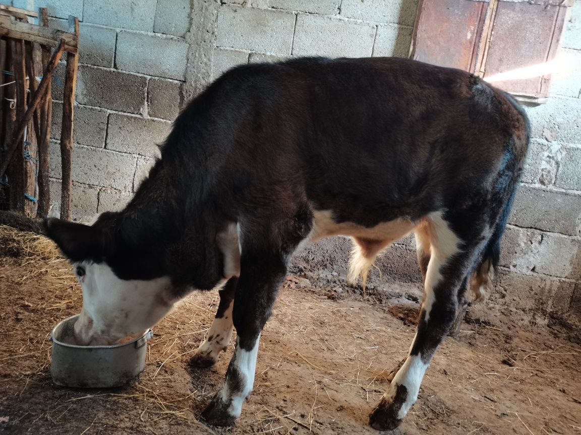 Продавам мъжки телета