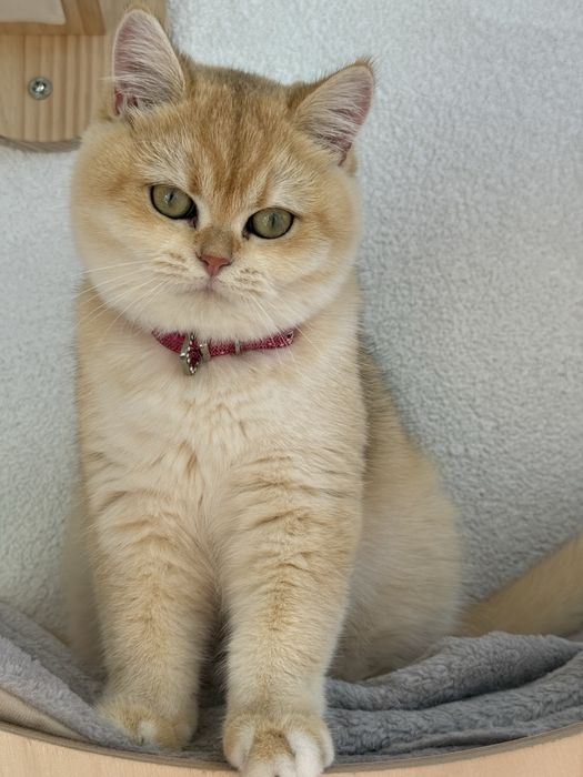 British shorthair